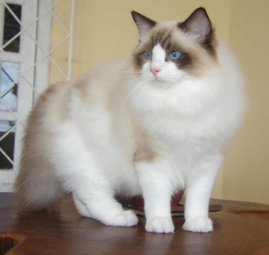 Fully Grown Ragdoll Cat: Pictures and Breed Information.