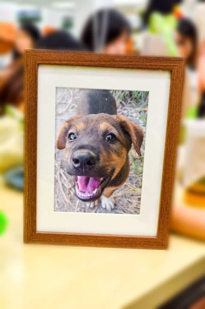 Deceased Pet Care Tips:Honoring Your Beloved Pet