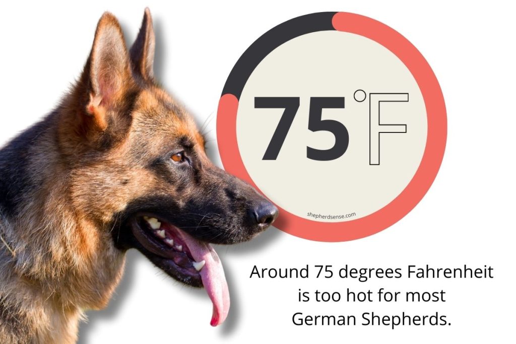 What Temperature Can German Shepherds Tolerate? A Simple Guide for Owners!