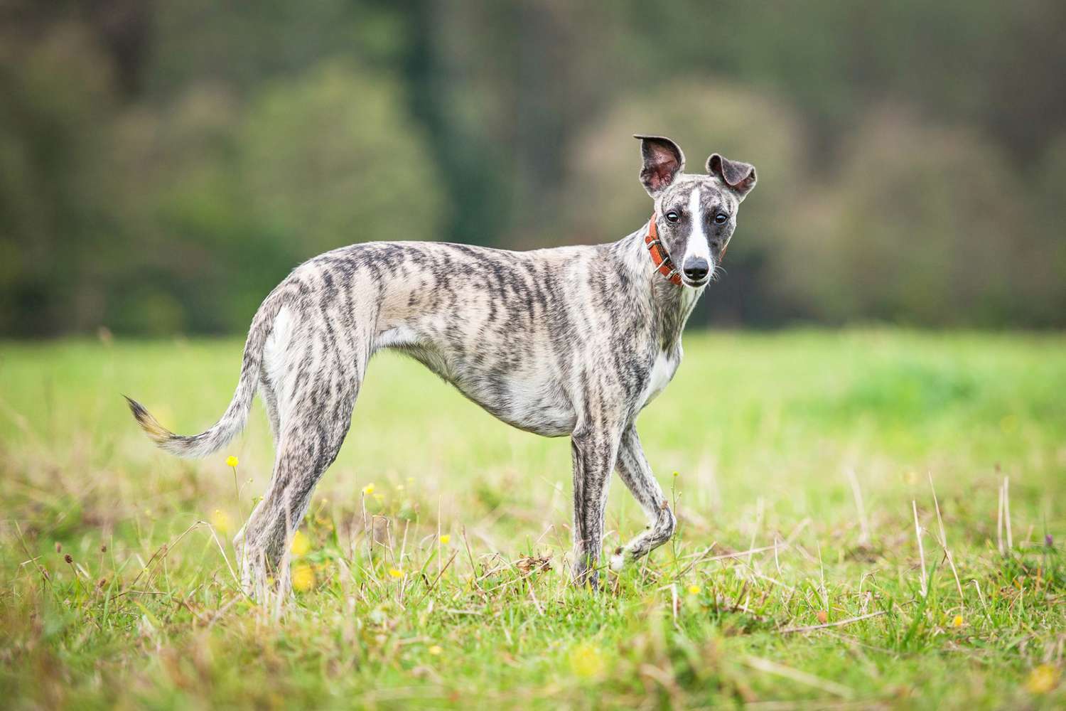 Top Whippet News Stories: Stay Updated on This Amazing Breed.