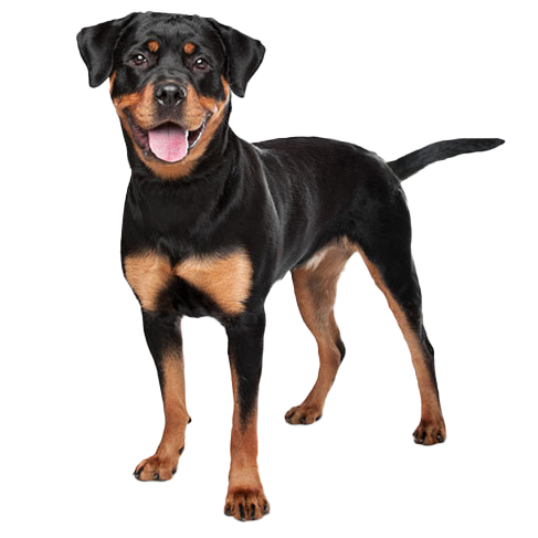 Greyhound Rottweiler Mix: What to Expect (Temperament, Size and Care Tips)