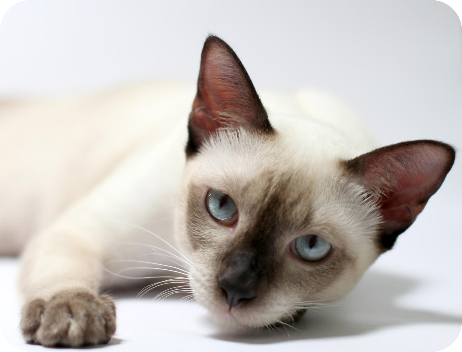 Siamese Cat Sale: Find Your Perfect Feline Friend Today! (Tips for Choosing)