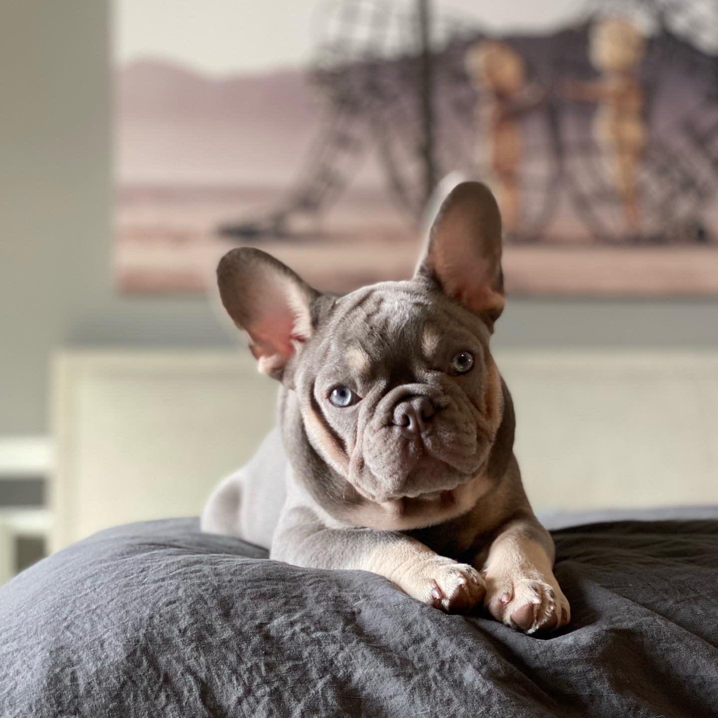 Top-Rated French Bulldog Breeders in Illinois: ( Get Your Dream Dog From a Trusted Source )