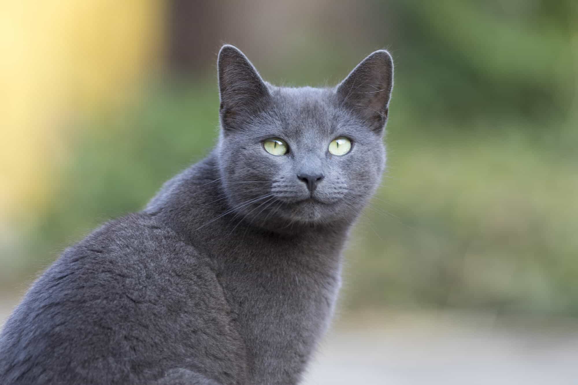 All Grey Cats are Russian Blues? The Truth About Cat Breeds and Colors!