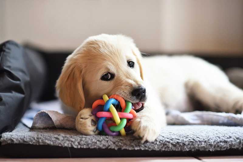Which p.l.a.y. pet toys are right for my dog? Here is a helpful guide on these toys!