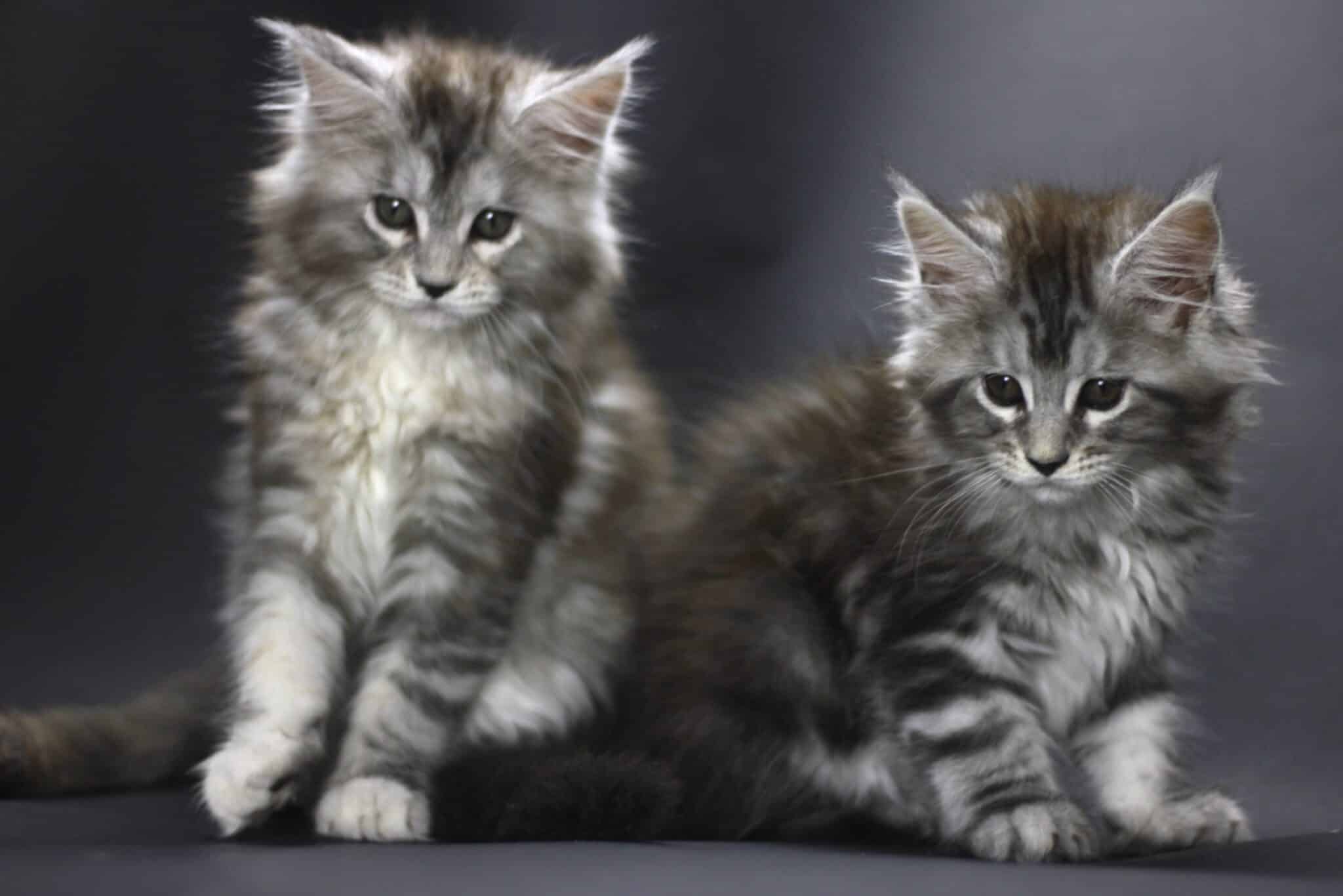 Maine Coon Cat Breeding: What to Expect (Kitten Care)