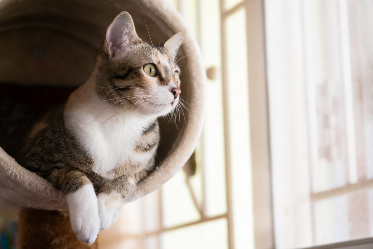 How do I set up a cattery: Essential tips for a thriving cat business.
