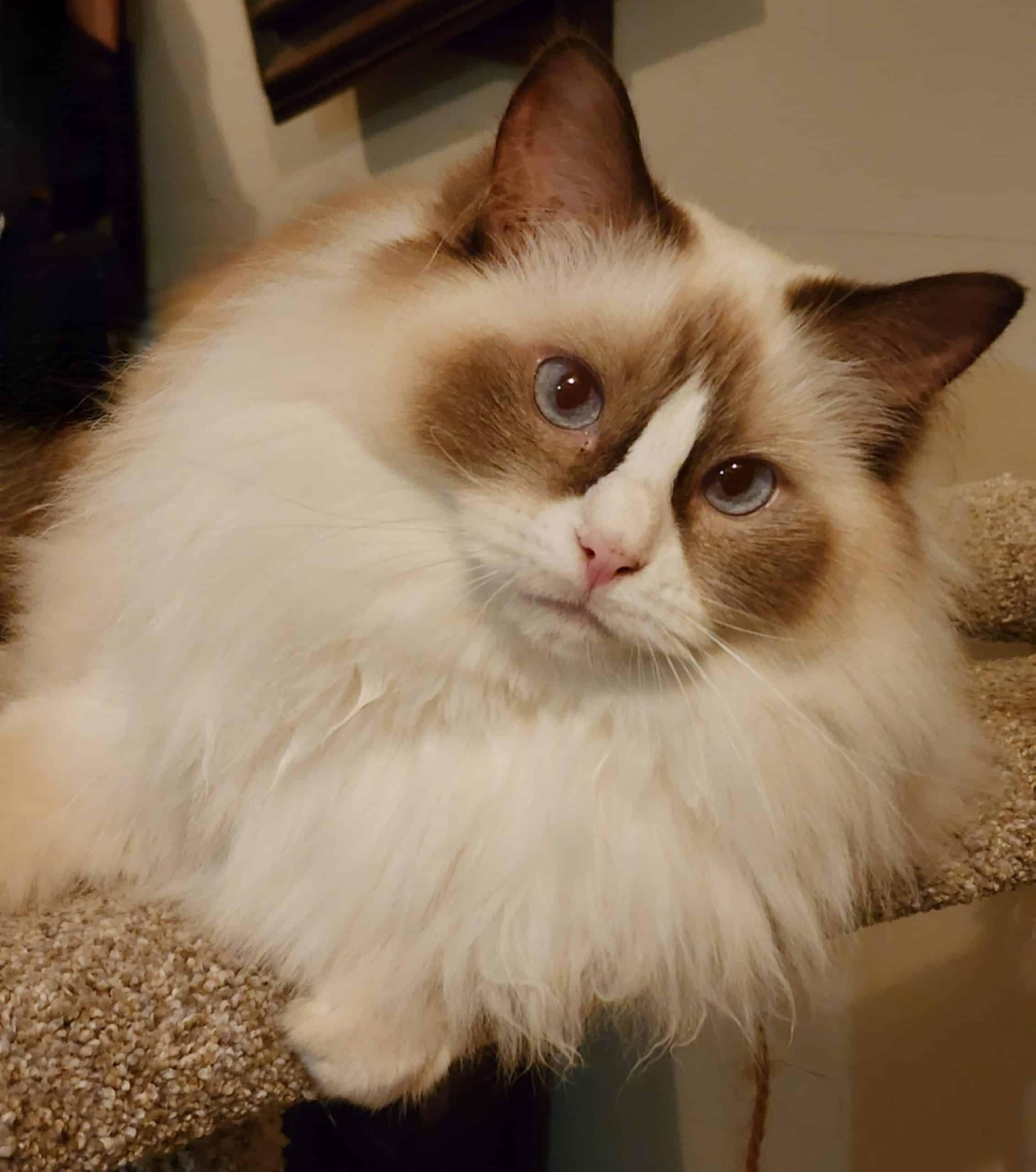 Chocolate Point Ragdoll Cat: Breed Info and Cute Pics!