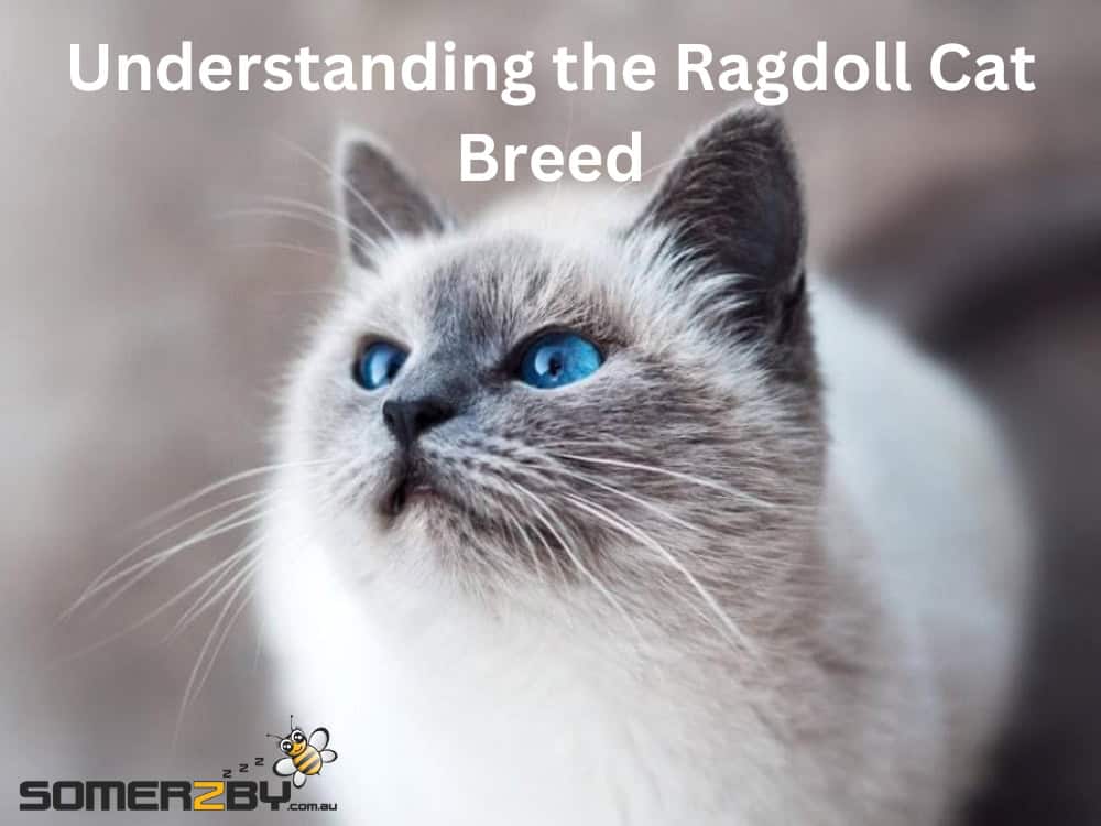 Ragdoll Cats: All the Different Kinds (Simple Guide for Beginners)