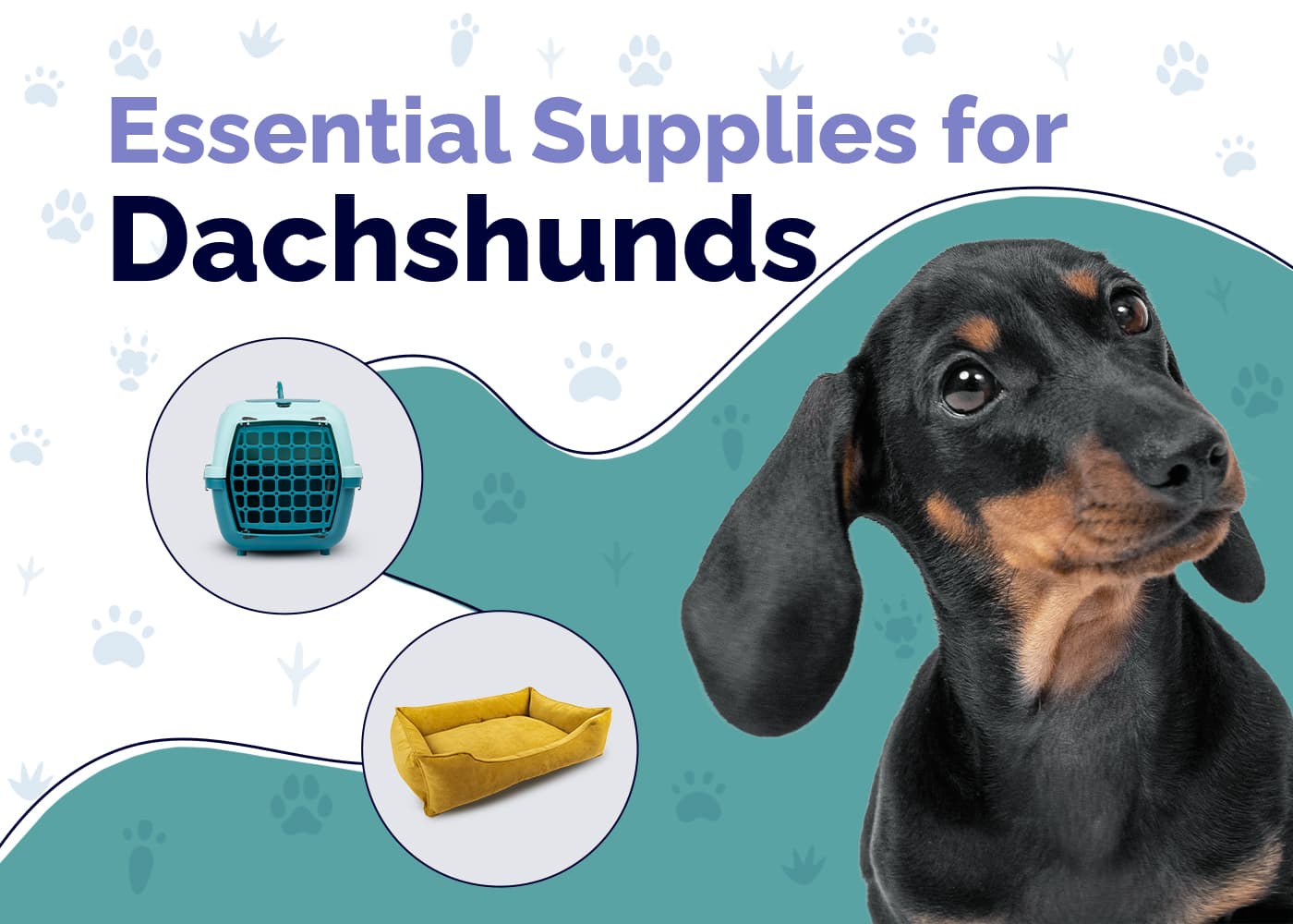 Dachshund Pet Supplies: Everything You Need in One Place!