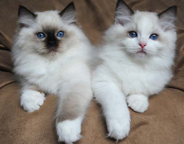 Atlanta Georgia Ragdoll Cat Breeders: Best Place for Ragdoll Cats for Sale