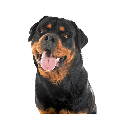 Rottweiler Breeders Texas: Find Your Perfect Puppy (Top Local Breeders)