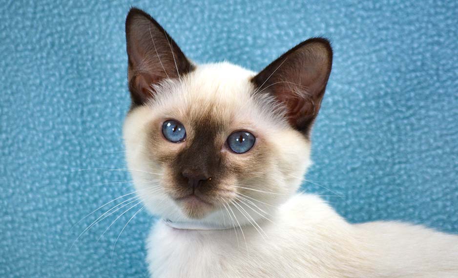 Looking for Siamese cat sale? Get the best deals here!