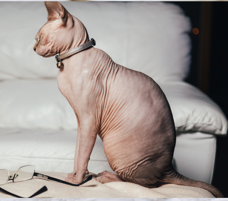 Best Deals: Hairless Cats for Sale San Antonio-Top Choices Here!
