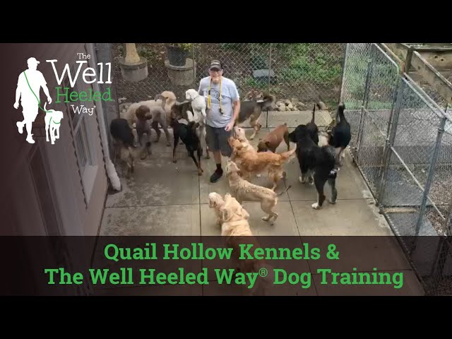 Quail Hollow Kennels: Top Boarding & Care Tips!
