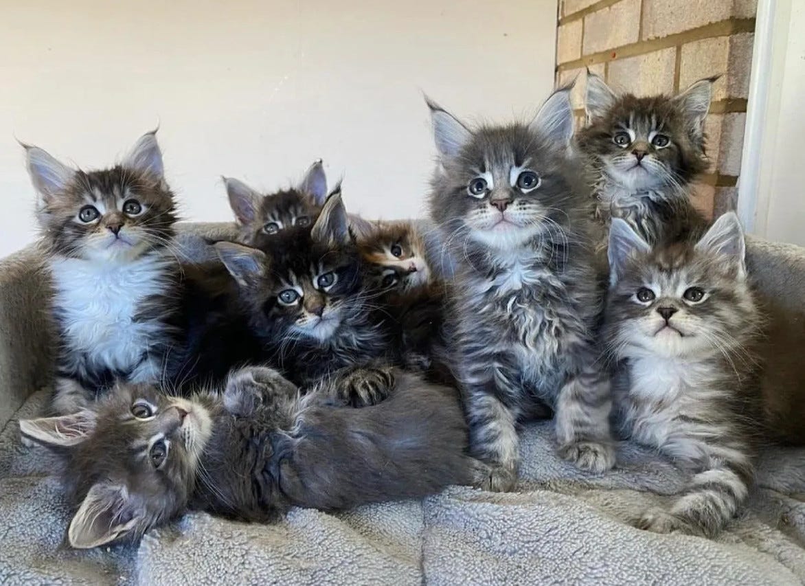 Maine Coon Cats Cost: What to Expect (Budgeting Guide)