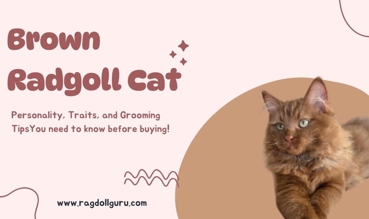 Brown Ragdoll Cat: Are They the Perfect Pet for You?(Top reasons)