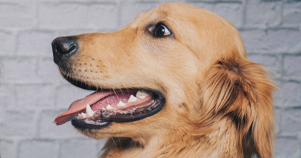 Neuter My Golden Retriever: Pros, Cons & Best Timing!