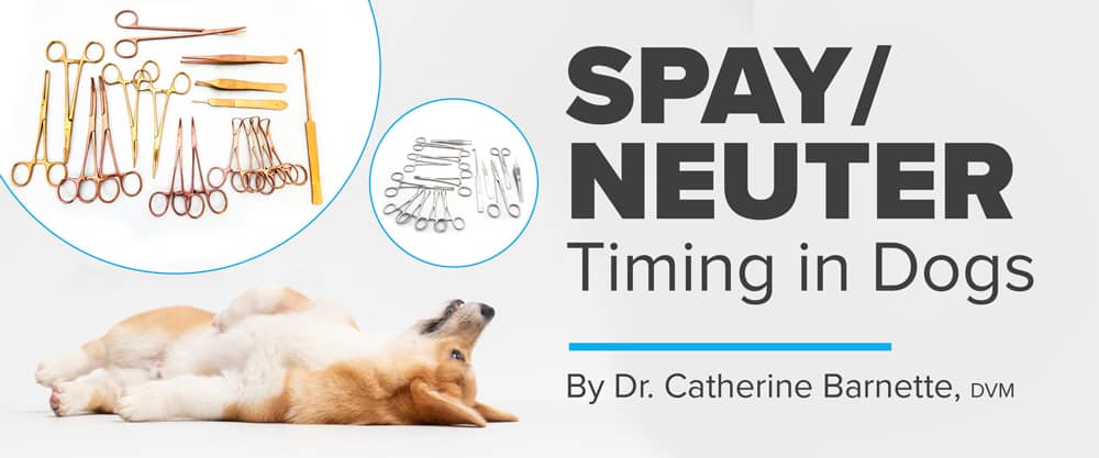 Golden Retriever Neuter Timing: A Simple Guide for Owners