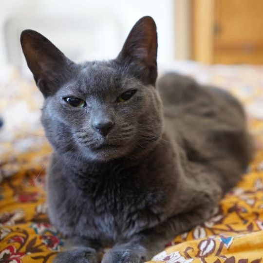 Best Way for Russian Blue Cat Adoption in NYC: A Step-by-Step Plan.