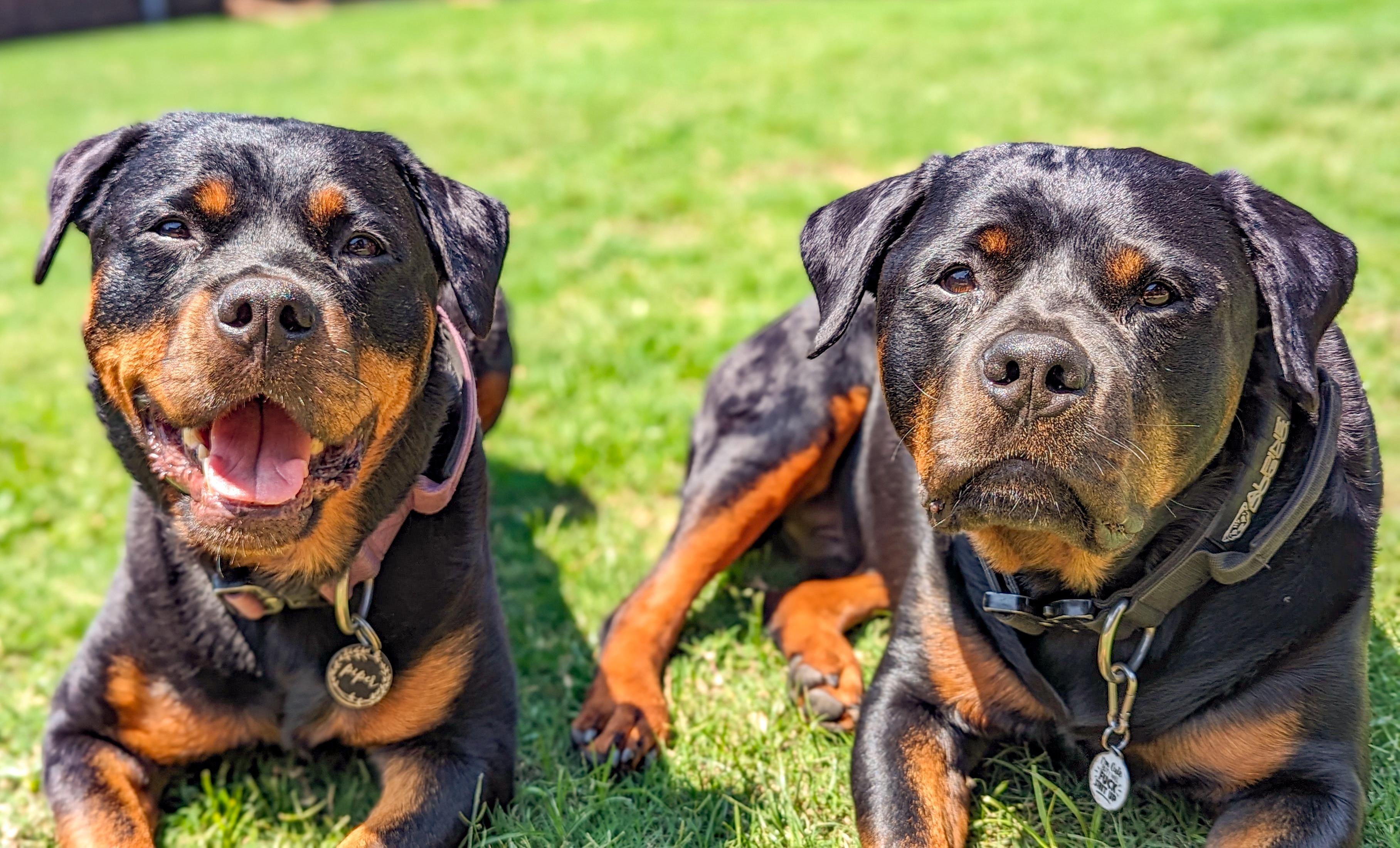 Reputable Texas Rottweiler Breeders: how do you choose the right one