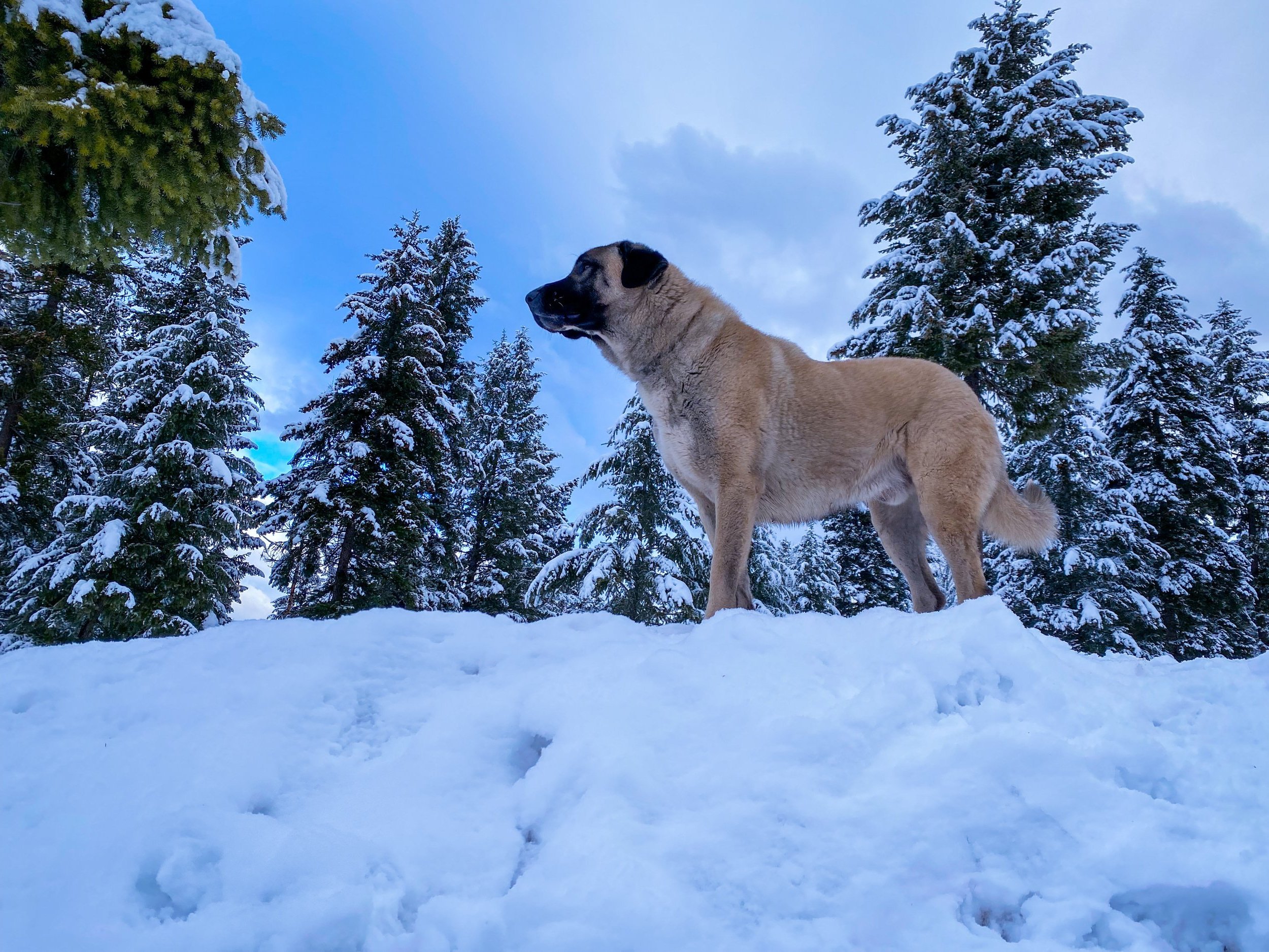 Join Five Valley Kennel Club: Your Easy Membership Guide!