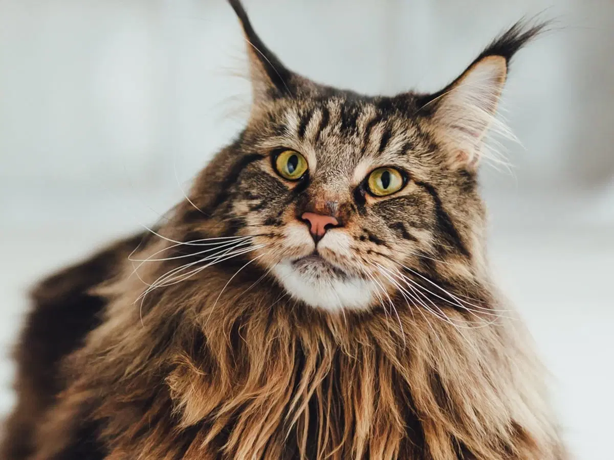 Maine Coon Cats Cost: What to Expect (Budgeting Guide)