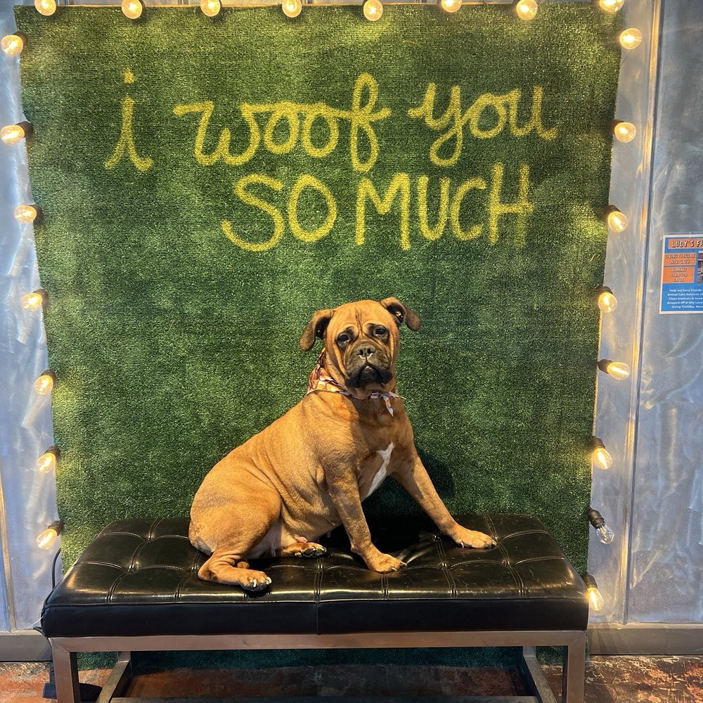Good Dog Kennels Near Me: Local, Clean & Trusted Options.