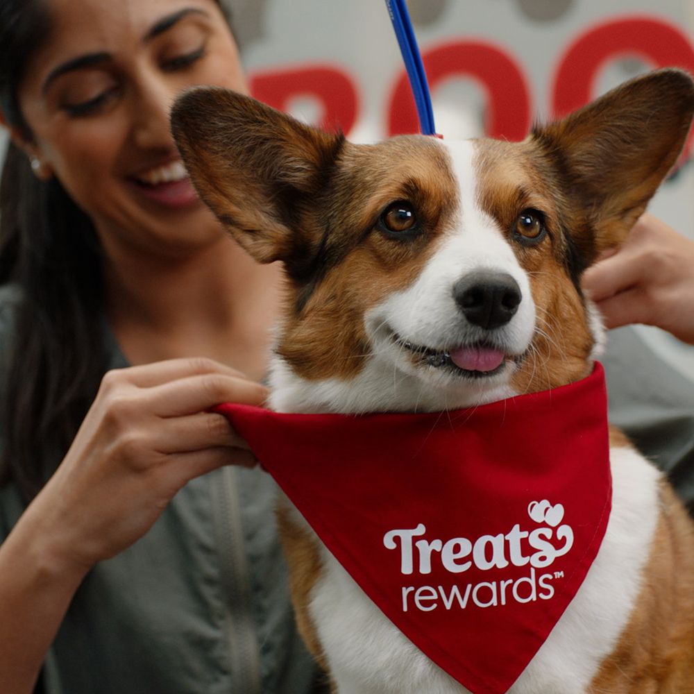 Looking for Pet Supplies Concord NH? Check Out These Stores!