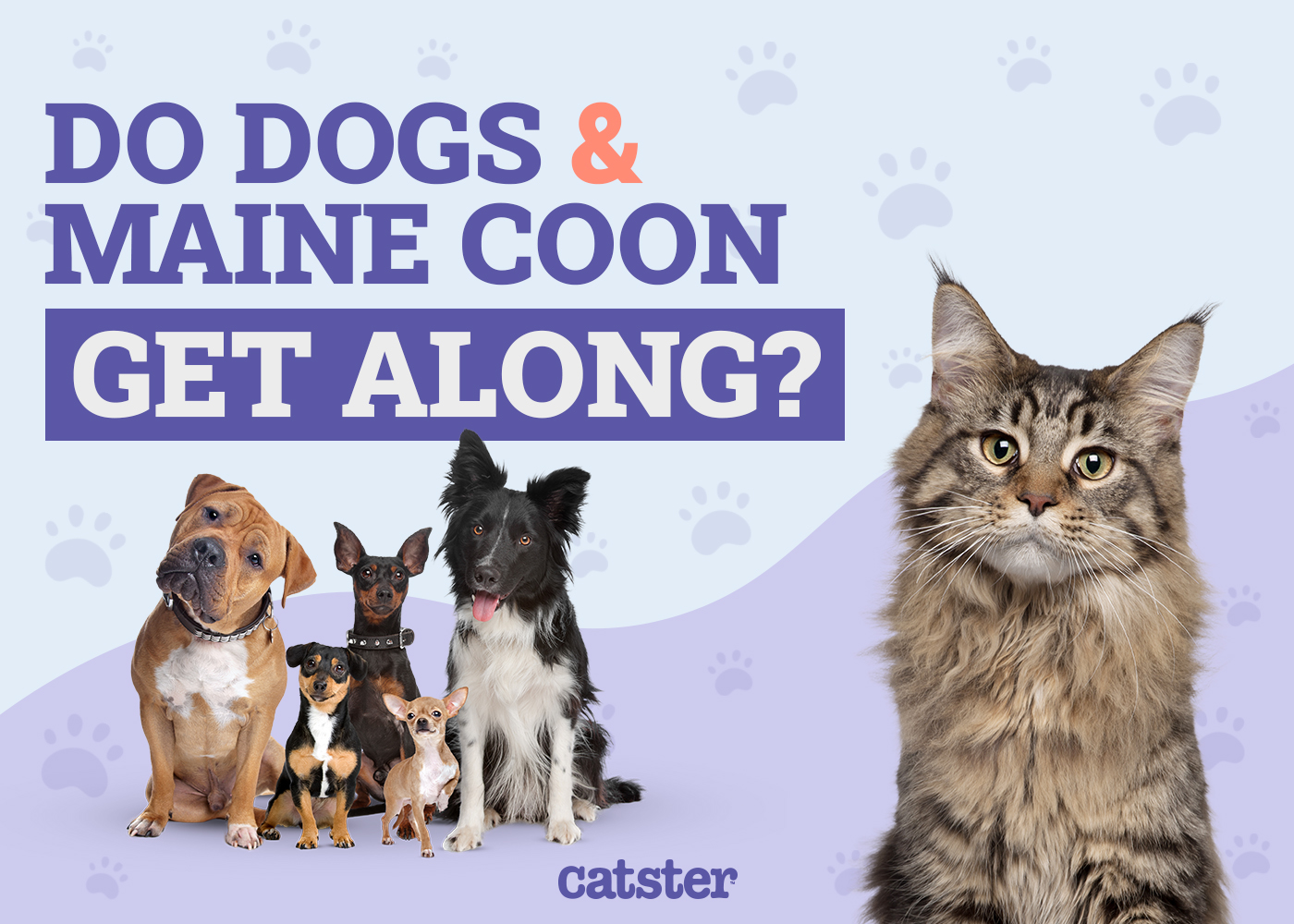 Do Maine Coon Cats Get Along with Dogs? Expert Advice for Harmony!