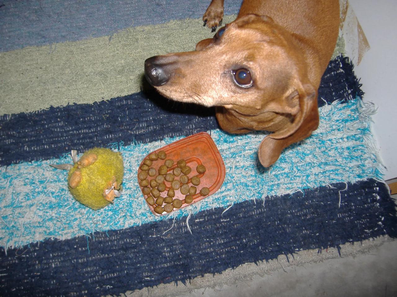 Affordable Dachshund Pet Supplies: Spoil Your Pup on a Budget
