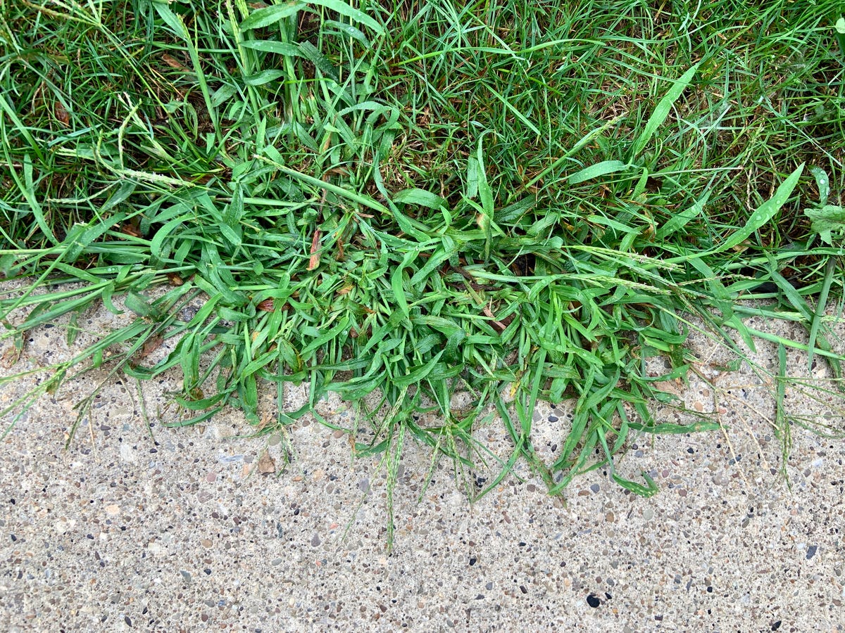 Is Crabgrass Taking Over? Even Garfield Can Help!
