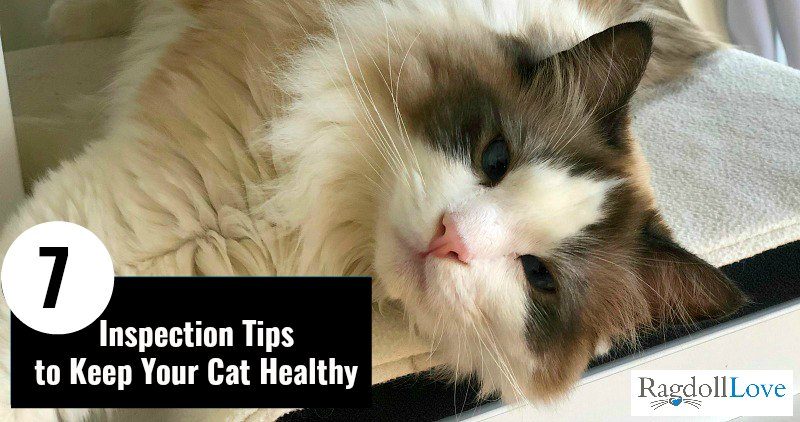 What Are Safety Tips for Handling My Ragdoll Cat? Keep Your Kitty Safe!