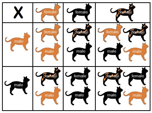Persian Cat Breeding Color Chart: Simple Guide for Beginners!
