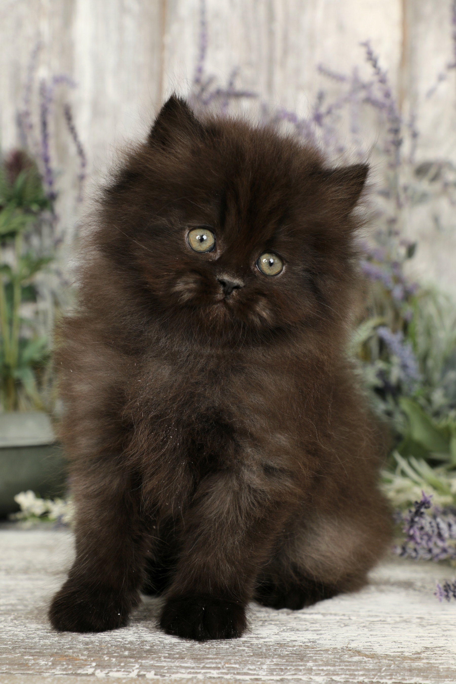 Looking for Black Persian Cats for Sale? Top Breeders & Listings!