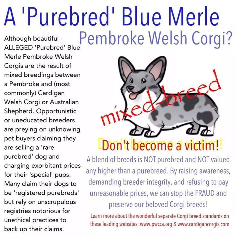 Double Merle Blue Merle Corgi: Understanding the Risks before You Get This Dog.