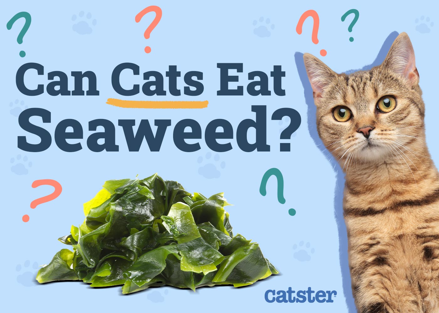 Do Cats Like Seaweed? The Surprising Truth Revealed!