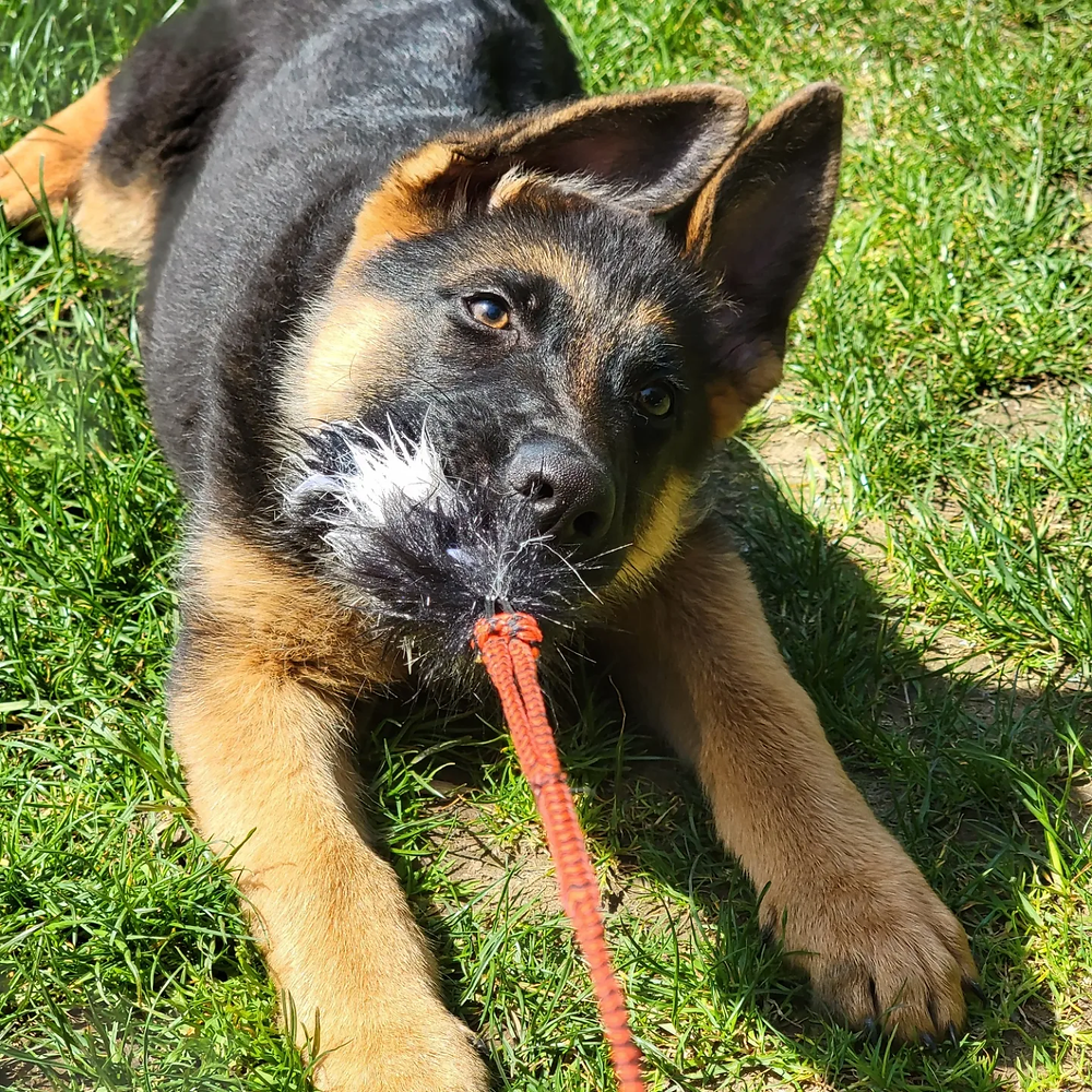 Biting German Shepherd Puppy? Train Your Pup with This Guide!