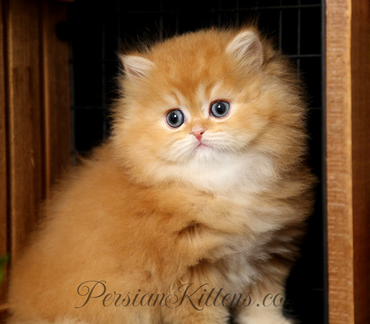 Looking for a Red Persian Cat for Sale? See Our Adorable Options!