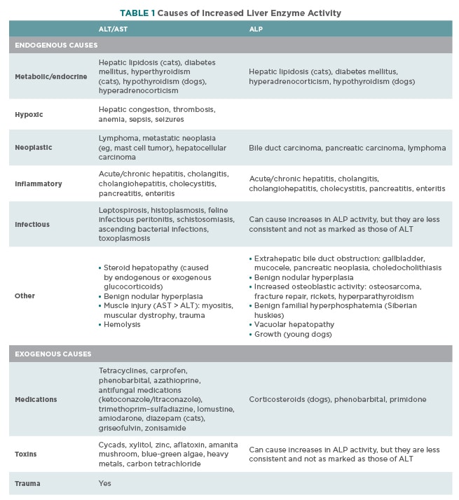 Normal Liver Levels in Dogs: A Simple Owners Explanation