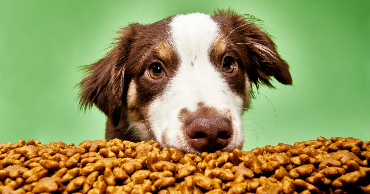 Dog Food That Tastes Like Cat Food: Top Picks!