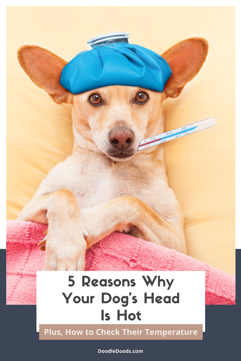 My Dogs Head Feels Warm to the Touch: Common Causes