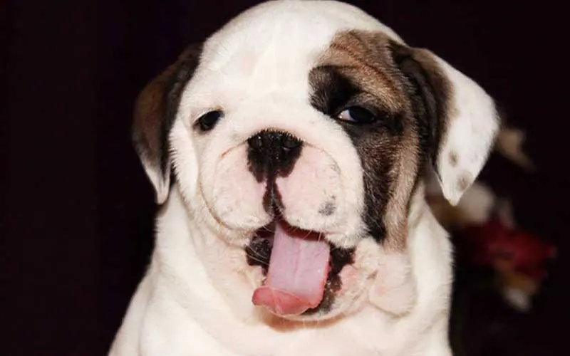 How Much Should an English Bulldog Eat? Avoid Overfeeding with These Tips!