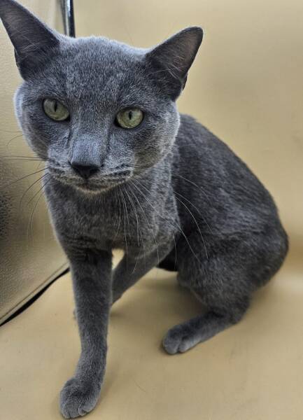 Best Way for Russian Blue Cat Adoption in NYC: A Step-by-Step Plan.