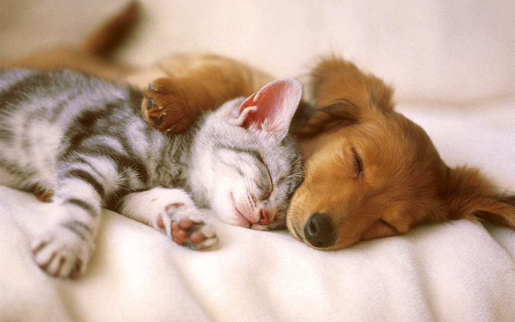 What is Holistic Pet Care? Learn all benefits for your lovely pets.