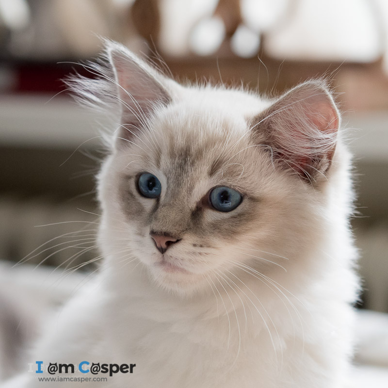 Blue Lynx Point Ragdoll Cat:Breed Info,Care Tips, Everything You Need to Know.