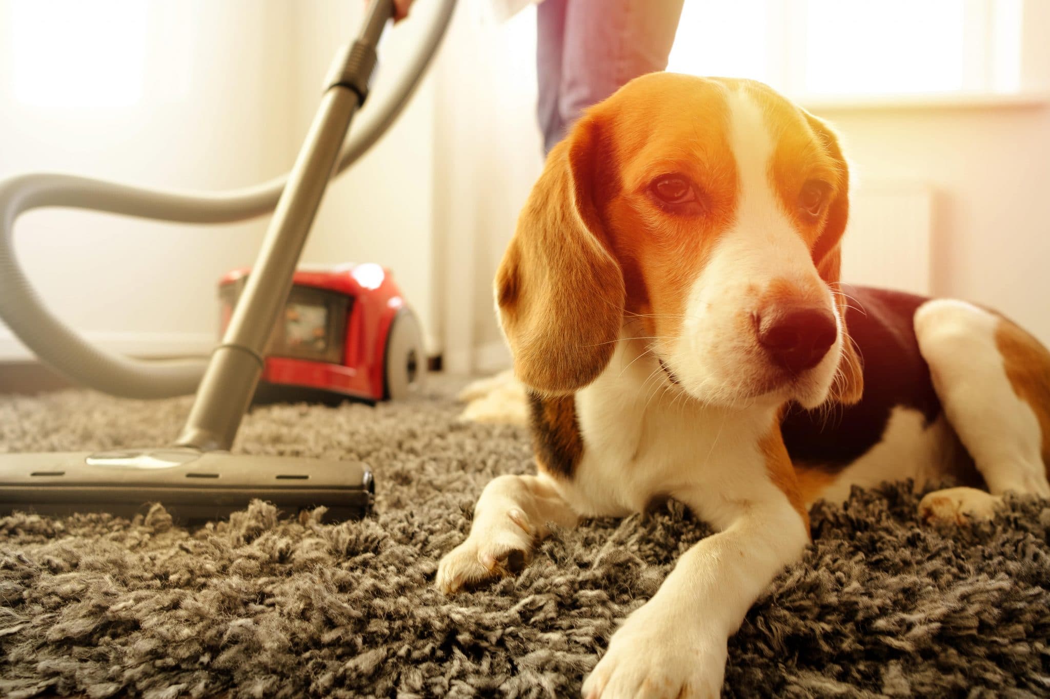 Pet Safe Carpet Cleaner: Keeping Your Home Clean and Safe!