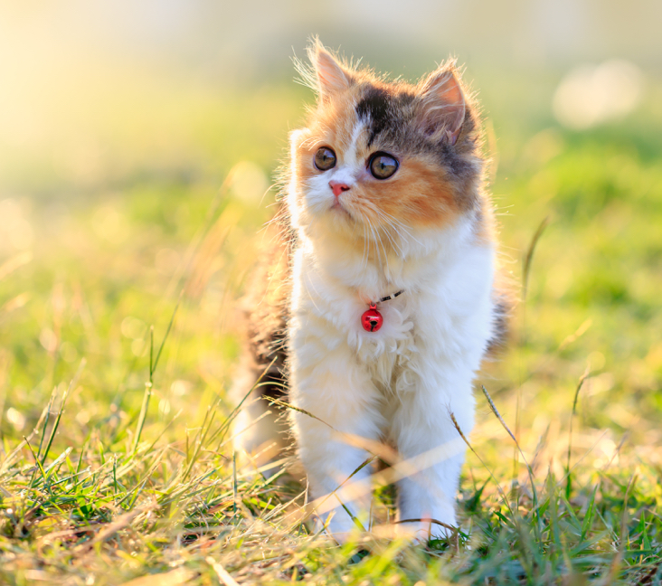 Need a Persian Cat New York? Best Places to Find One!