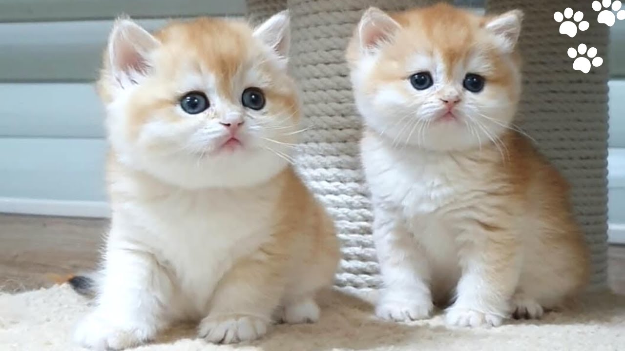 Golden Clans British Cattery : Adorable and Healthy Kittens .