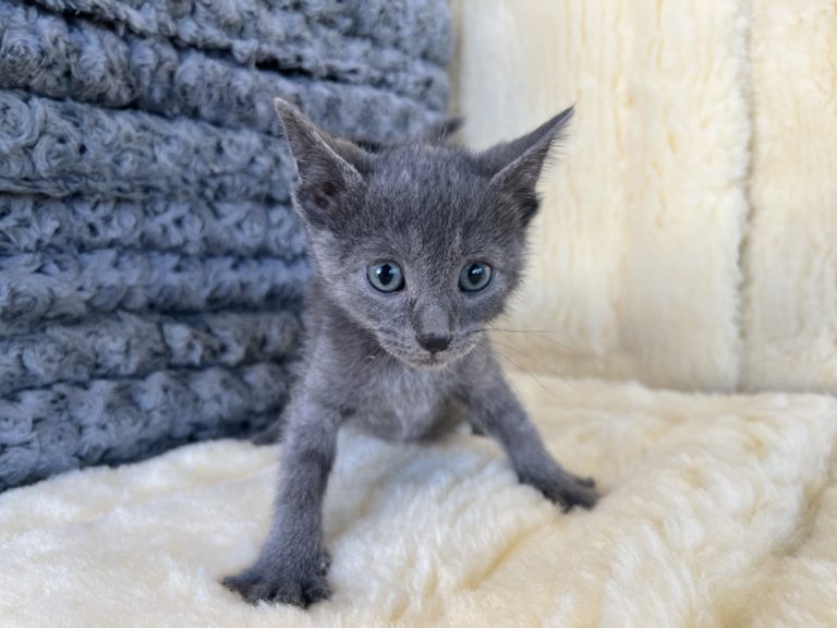Best Russian Blue Cat Breeders NYC: Purebred Kittens Available.